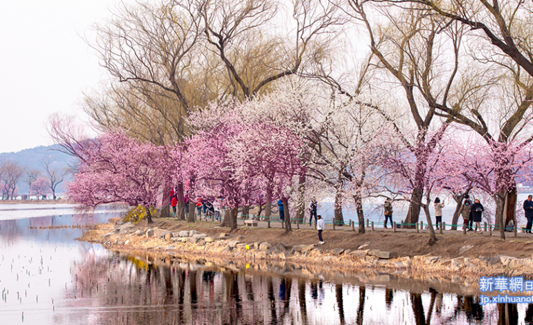 Jejak Sejarah dalam Flora Khas Beijing
