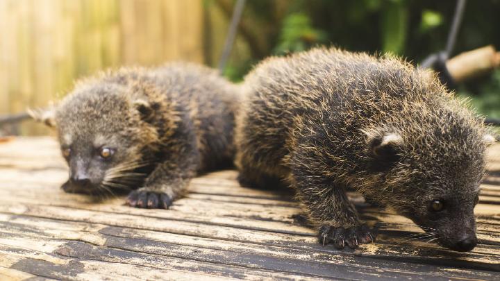 Mengenal Binatang Endemik Bandung
