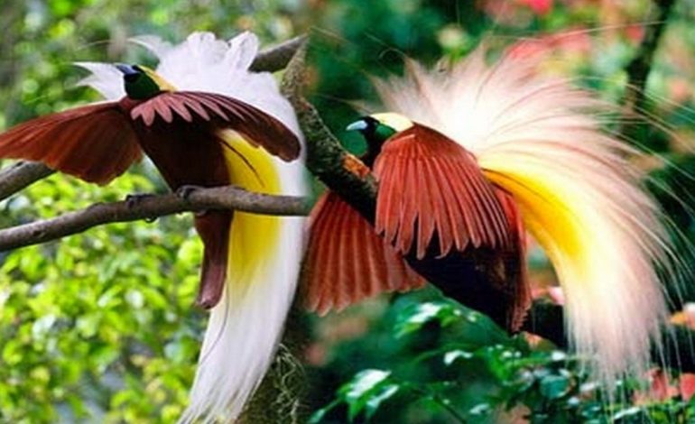 Burung, Reptil, dan Mamalia : Ragam Fauna